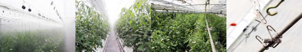 Cooling - Humidification - Pest-control System CoolPescon