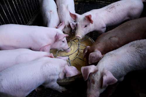 Pig-farm