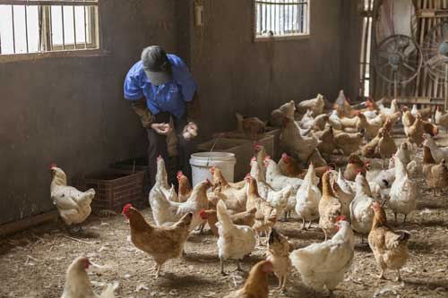 Poultry-house_indoor