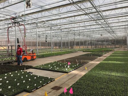 Walters greenhouse sales