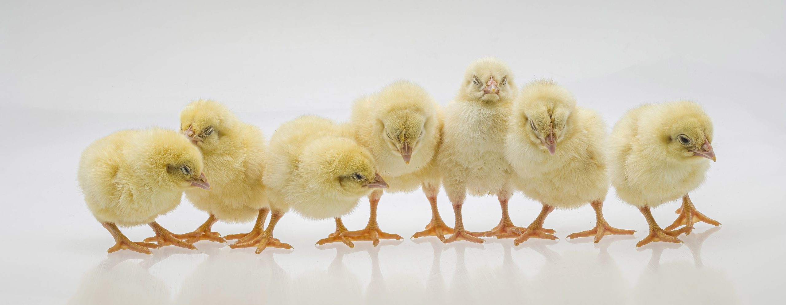 chicken hatch