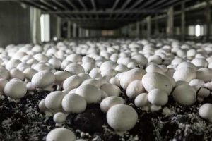 mushroom cultivation