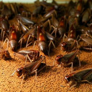 Contrôle de l'humidité pour l'élevage d'insectes