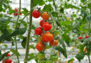 tomatoes in indoor farming environment 