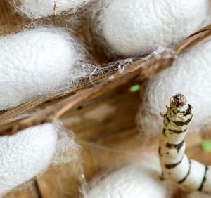 Contrôle de l'humidité pour l'élevage d'insectes