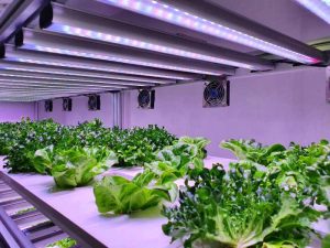 salad on vertical farming