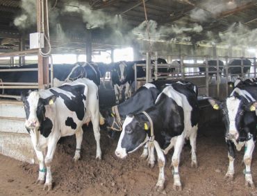 cooling of cattle