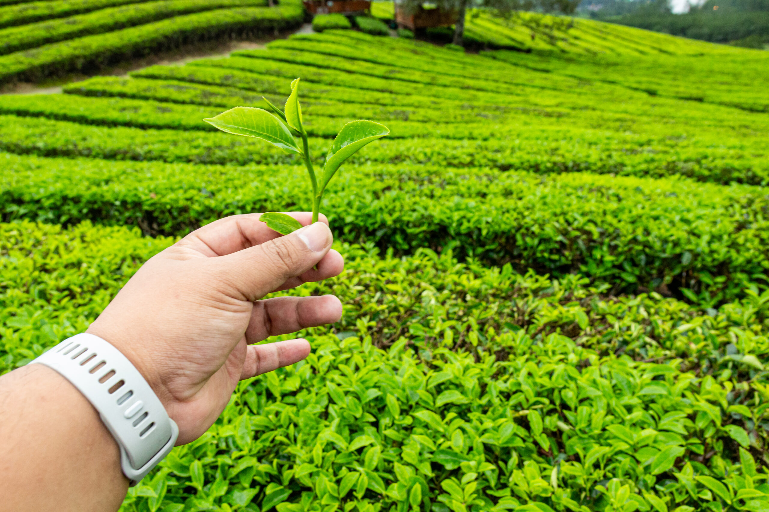 Humidity control in tea production