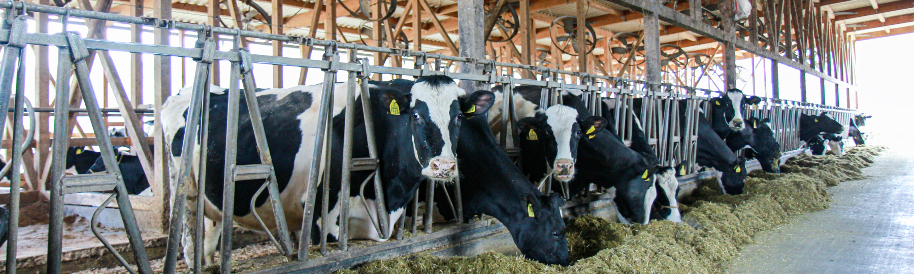 Improved milk yield with cooling of milk cows